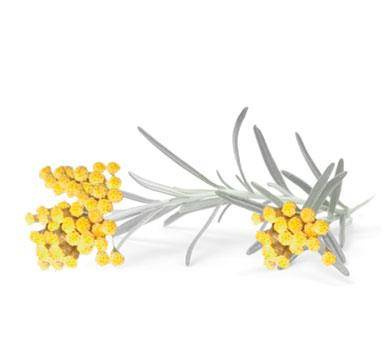 NIKEL, Bogaty krem odżywczy z wyciągiem z kwiatu Immortelle, 50ml