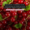 SUPERSONIC Collagen Beauty Drink 185g (25 porcji) smak porzeczka - mięta