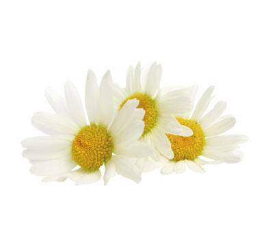 Nikel, Lekki krem do twarzy na przebarwienia z wyciągiem ze stokrotki, 50 ml